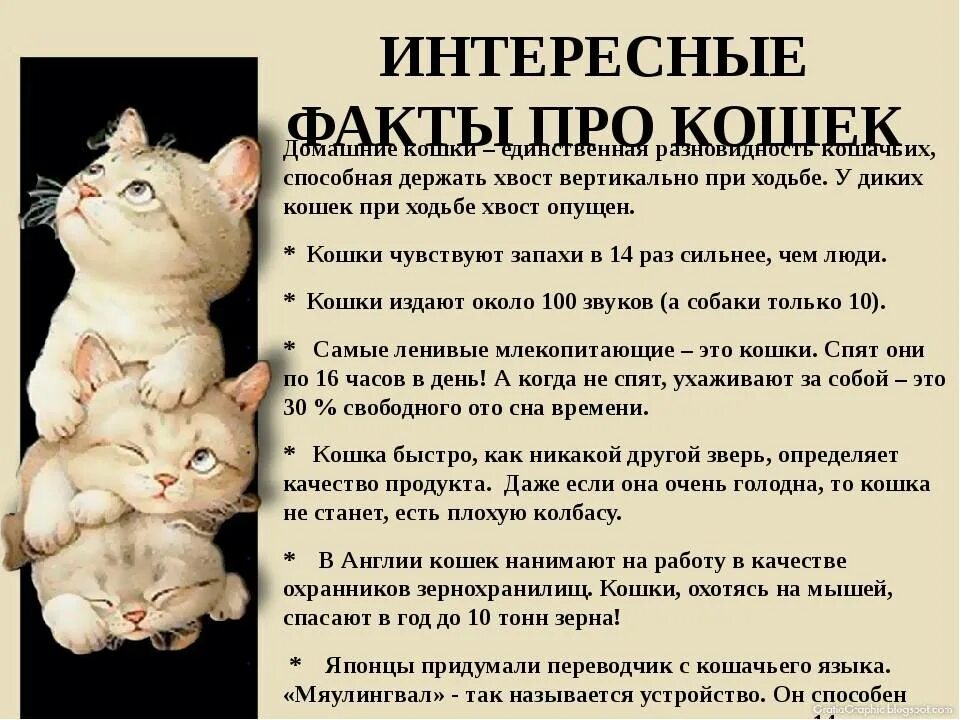 Коте информация