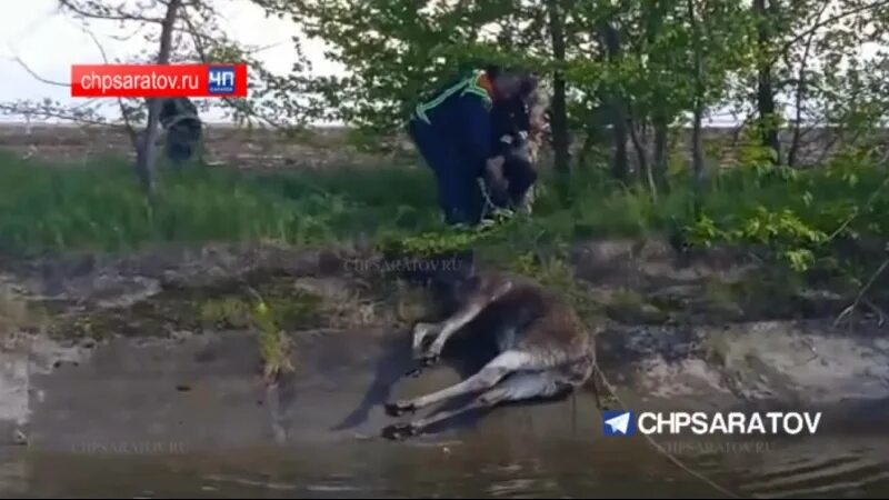 Застряли лось между сосен. Лось Саратов. Лось в Саратовской области.