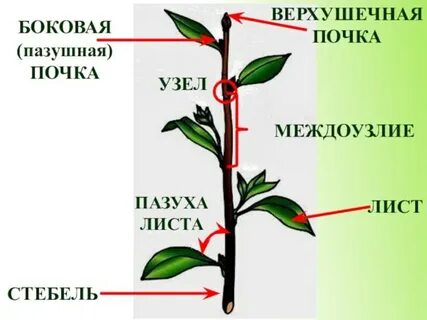Побег и почки презентация 6