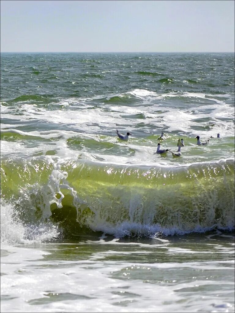 Море вернулось говором чаек. Муслим море. о море море муслим. мое море.