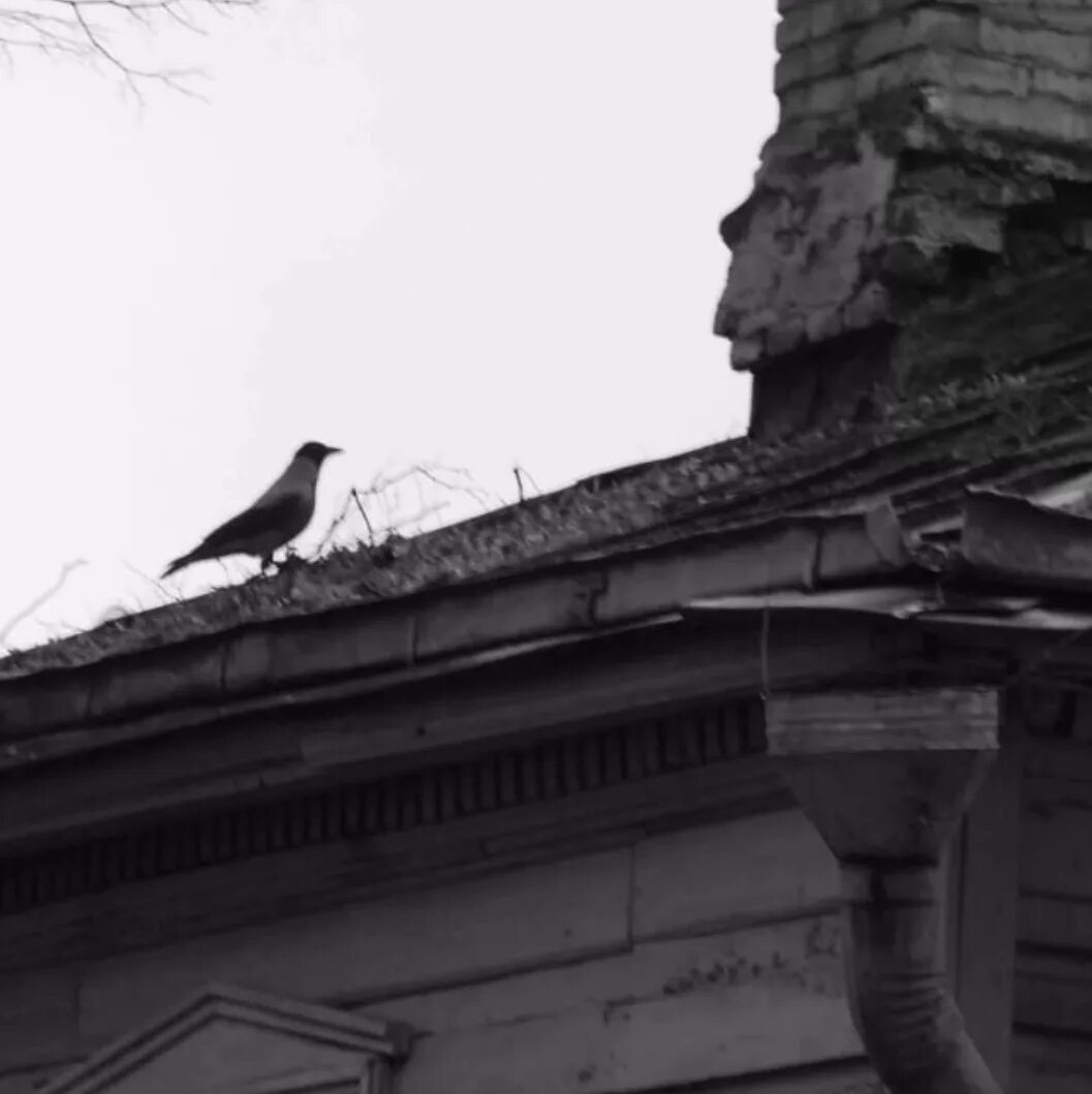 Городские вороны. Ручной ворон. Дом ворона. Домашняя серая ворона. Вороны домашние питомцы.