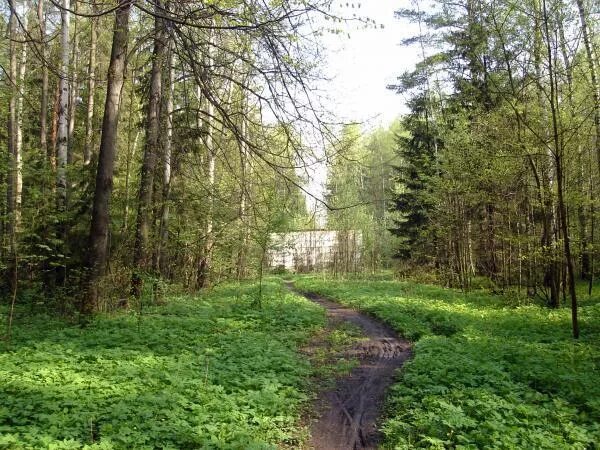 Аллея или просека. Просека. Просека в парке. Просека фото. Реонда просека