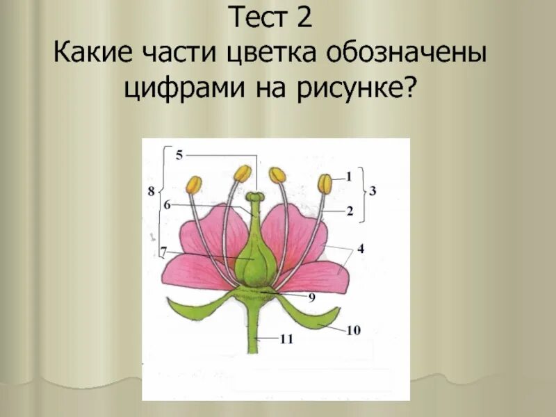 Генеративные органы цветка. Генеративные органы строение цветка. Какие части цветка обозначены на рисунке. Какие части цветка обозначены цифрами и буквами.