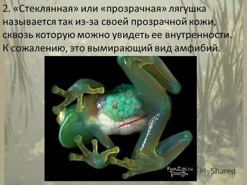 Животные которые относятся к земноводным. Лягушка является животным. Лягушка является животным. Лягушка является животным. Лягушка класс земноводные.