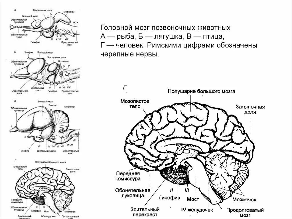 Типы строения головного мозга. Схема строения головного мозга животных. Строение головного мозга позвоночных. Строение головного мозга позвоночных животных. Головной мозг анатомия животных отделы.