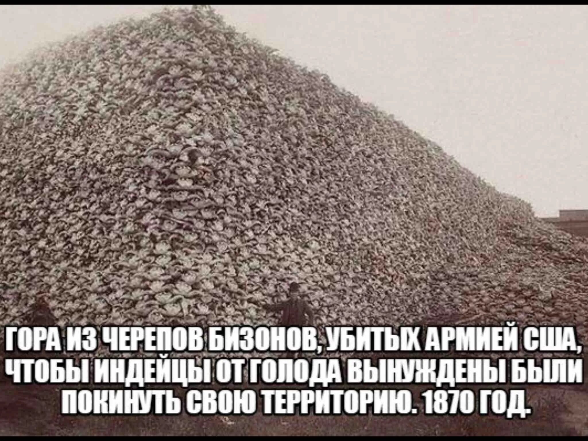 Гора черепов бизонов 1870. Гора черепов бизонов в Америке. Истребление бизонов в США. Уничтожение бизонов в Америке. Сколько америка уничтожила индейцев