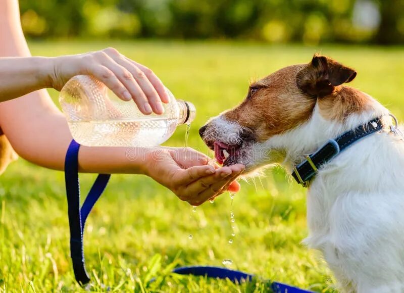 Сколько собака может без воды. Питьевая вода для собак. Собака пьет из поилки. Пей воду Гуляй с собакой. Dog Drinker.