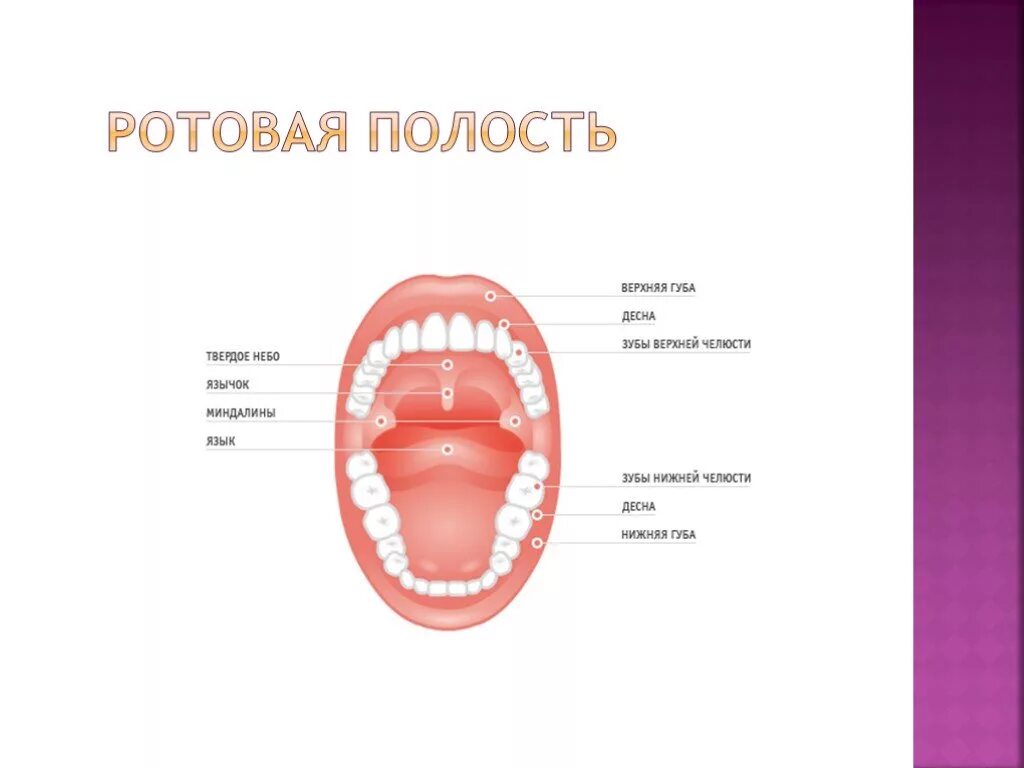 Ротовая полость с зубами биология 8 класс. Строение ротовой полости 8 класс биология. Ротовая полость биология 8 класс. Строение ротовой полости человека 8 класс биология. Что есть в полости рта