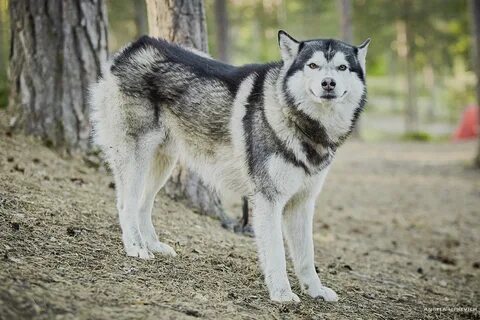 Собака сахалинск