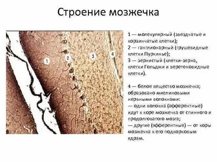 Препарат мозжечка