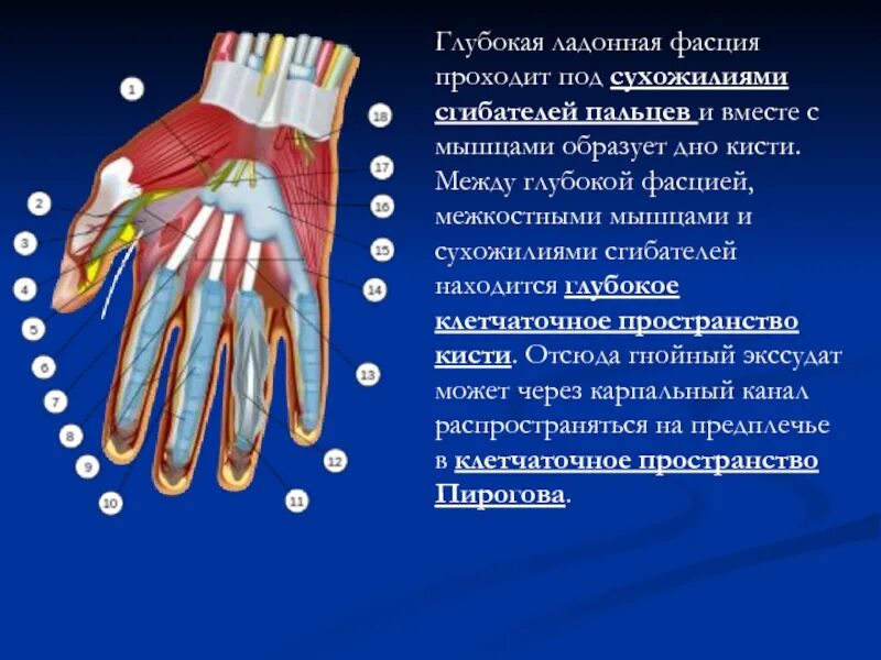 К ладонному апоневрозу прикрепляется мышца