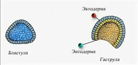 Полость однослойного зародыша называется
