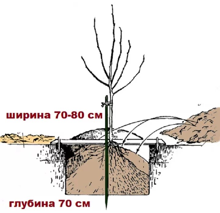 Посадка саженцев вишни. Посадка яблони весной в открытый грунт. Посадка яблони весной. Посадка яблони весной саженцами.