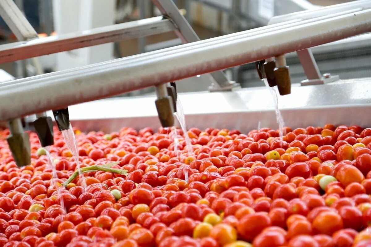 Переработка фруктов. Цех переработки овощей. Переработка фруктов. Переработка овощей и фруктов. Фруктохранилище для яблок.