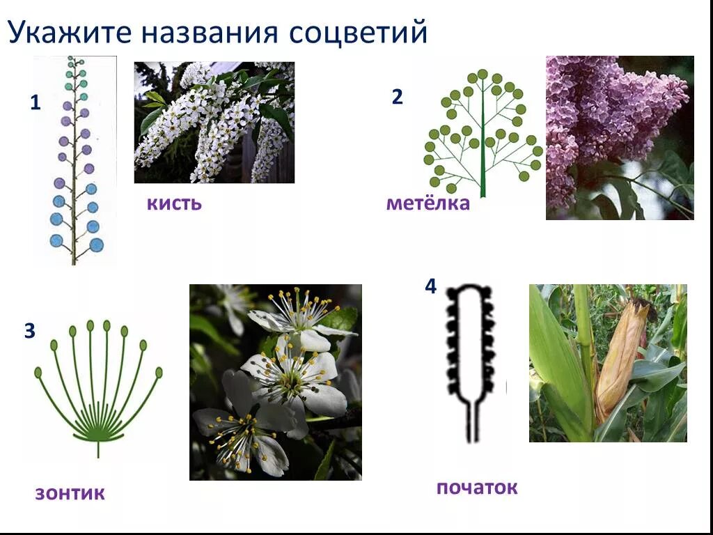 Соцветие кисть и метелка. Соцветие початок. Простые соцветия початок. Растения с соцветием кисть. Сложный початок