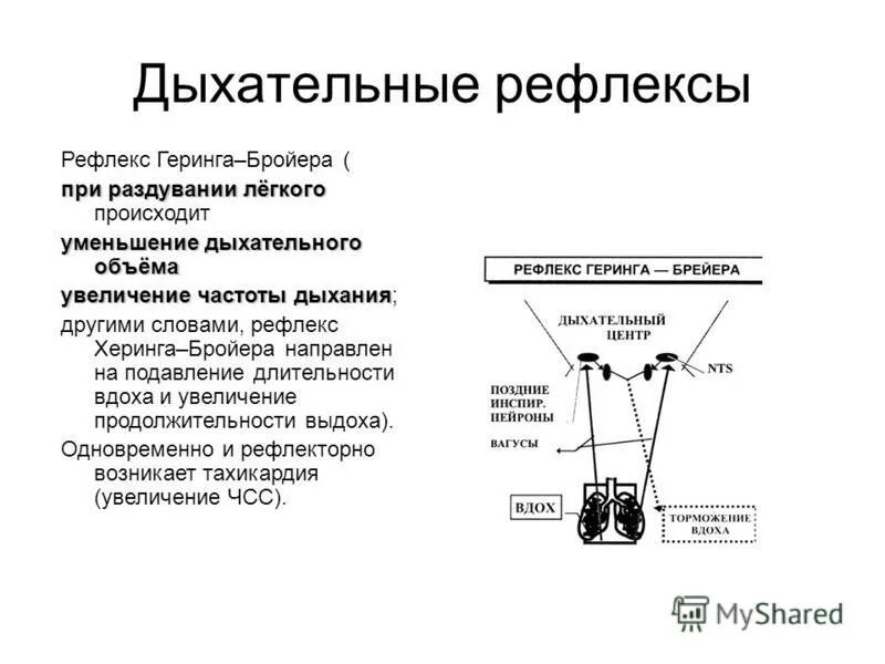 Примеры рефлекторных актов. Рефлекс Геринга—Брейера) дыхание. Рефлекс Геринга Брейера физиология. Рефлекс Геринга-Брейера в регуляции дыхания. Схема рефлекса Геринга-Брейера.