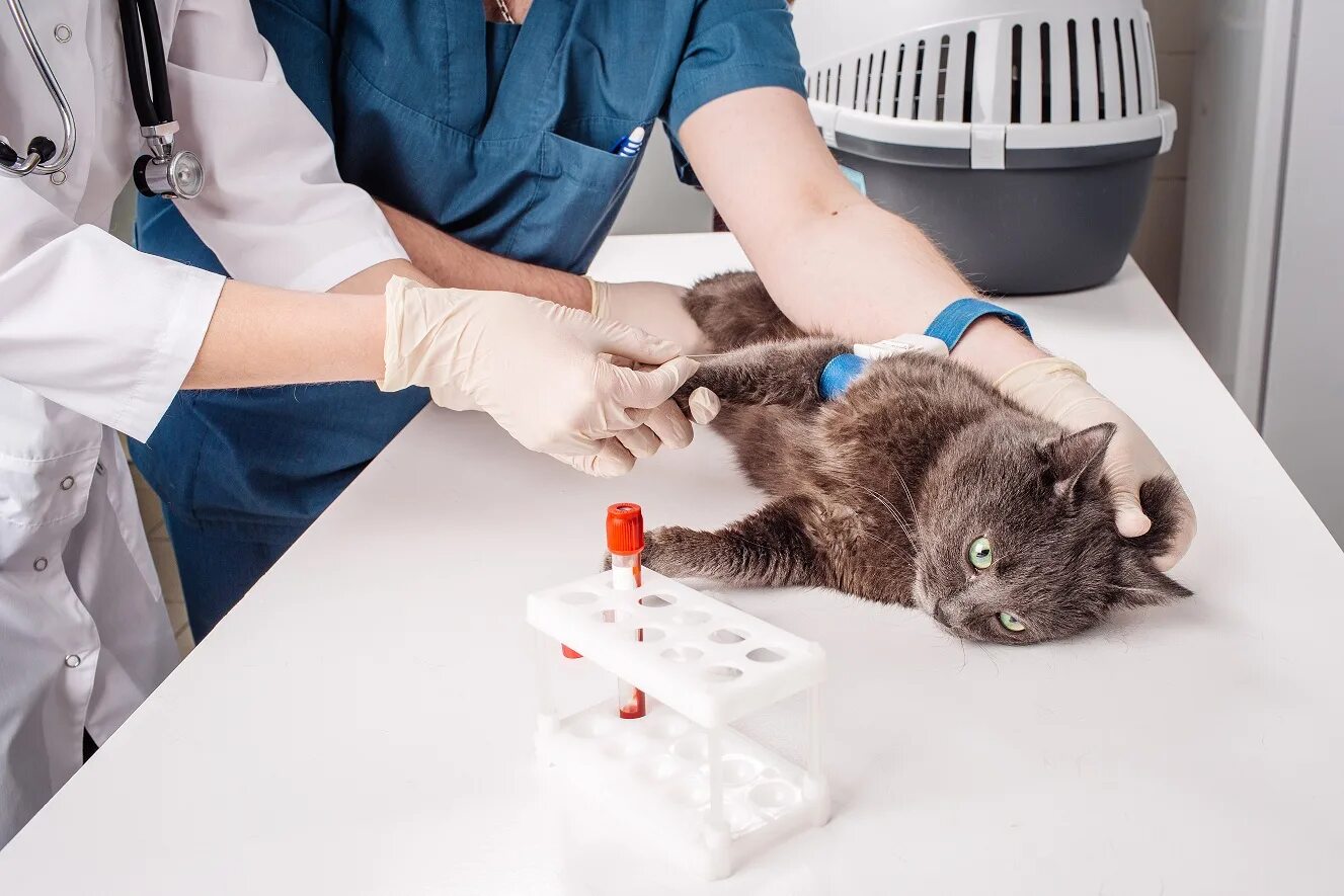 Cat testing