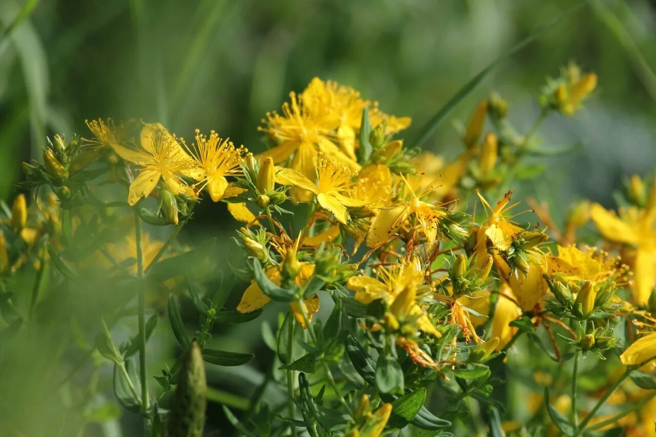 Полевые цветы зверобой. Зверобой Луговой. Зверобой Hypericum calycinum. Зверобой полевой. Зверобой ютуб