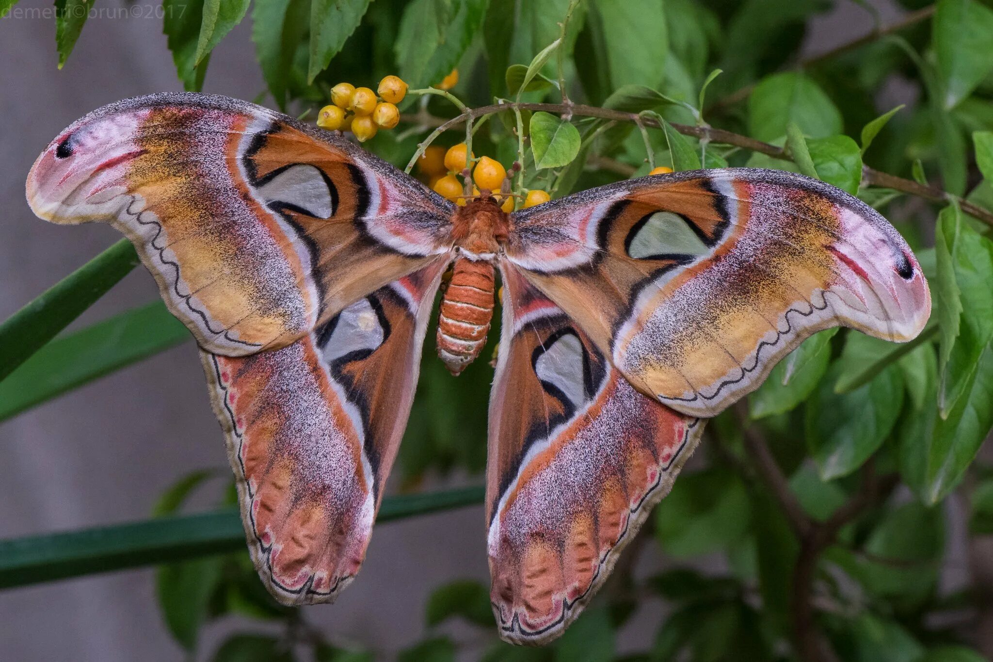 Павлиноглазка атлас. Бабочка павлиноглазка атлас. павлиноглазка атлас attacus atlas. китайская дубовая павлиноглазка. сатурния – павлиноглазка геркулес.