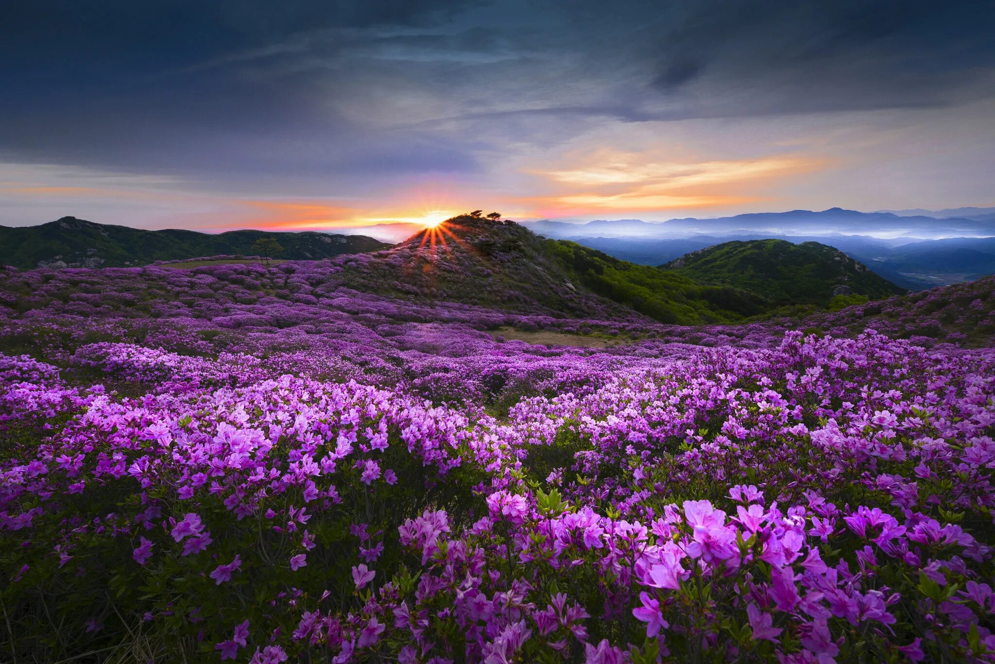 Flowers valley. Южная Корея природа горы. Индийский парк «Долина цветов».