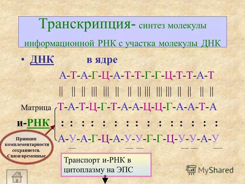 Т г ра