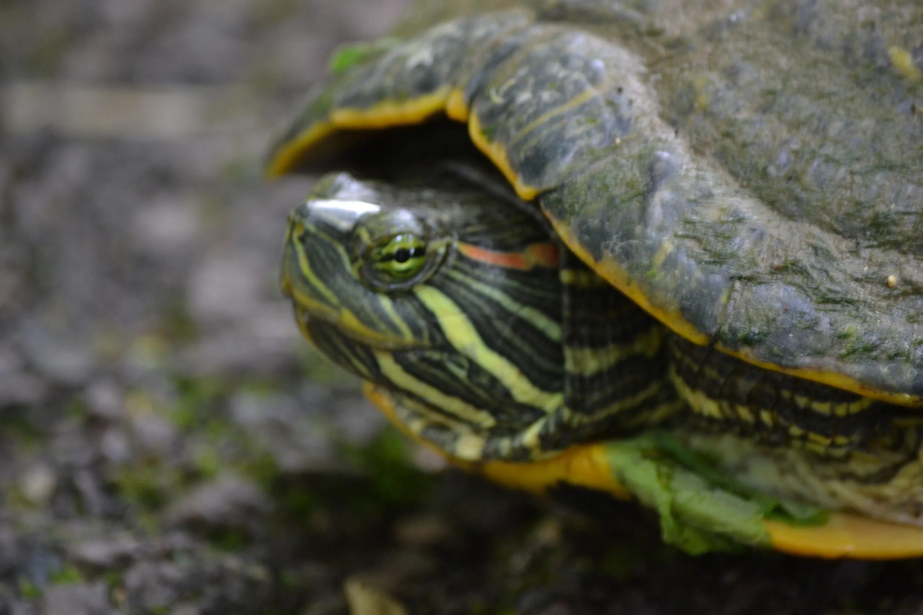 Turtle up
