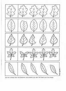 Leaves worksheets