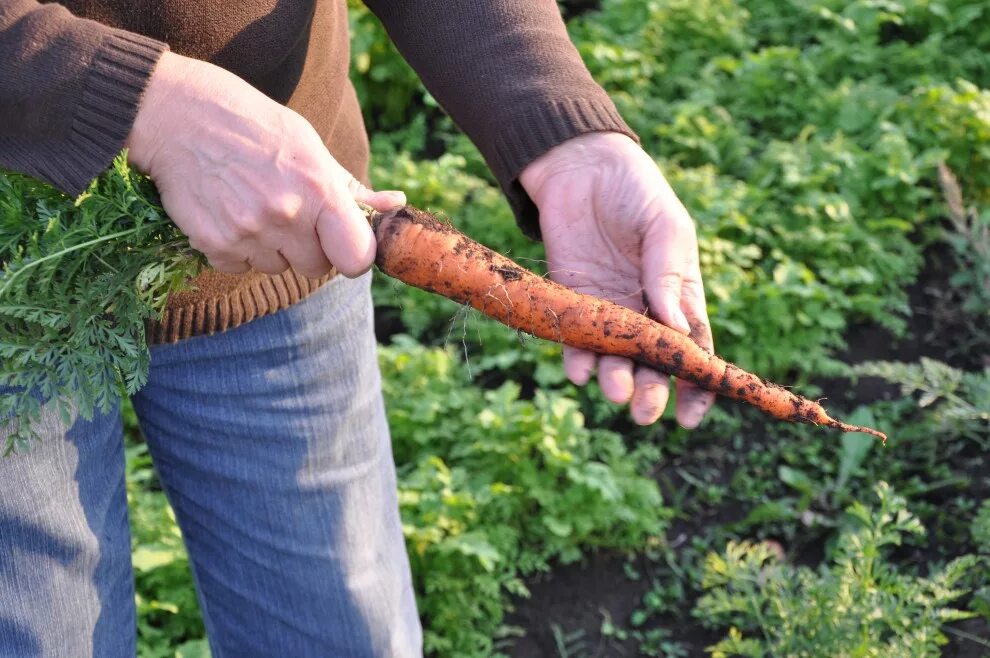 Удобрение для морковки. Подкармливаем морковь. Полив моркови.