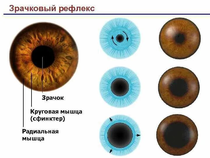Рефлекс сужения зрачка. Рефлекс расширения зрачка. зрачок и зрачковый рефлекс. зрачковый рефлекс, механизмы сужения и расширения зрачка..
