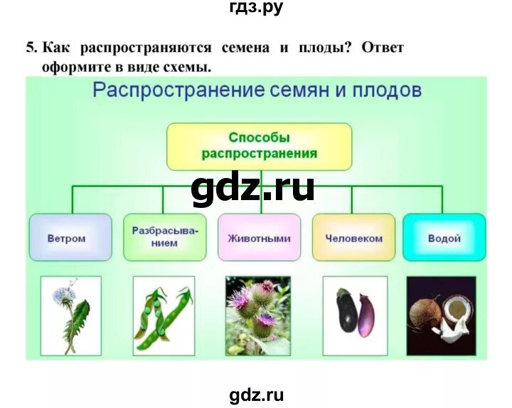 Тест рост и развитие растений 6 класс. Таблица рост и развитие растений 6 класс. развитие растений 6 класс биология. развитие это в биологии 6 класс. рост растений 6 класс биология.