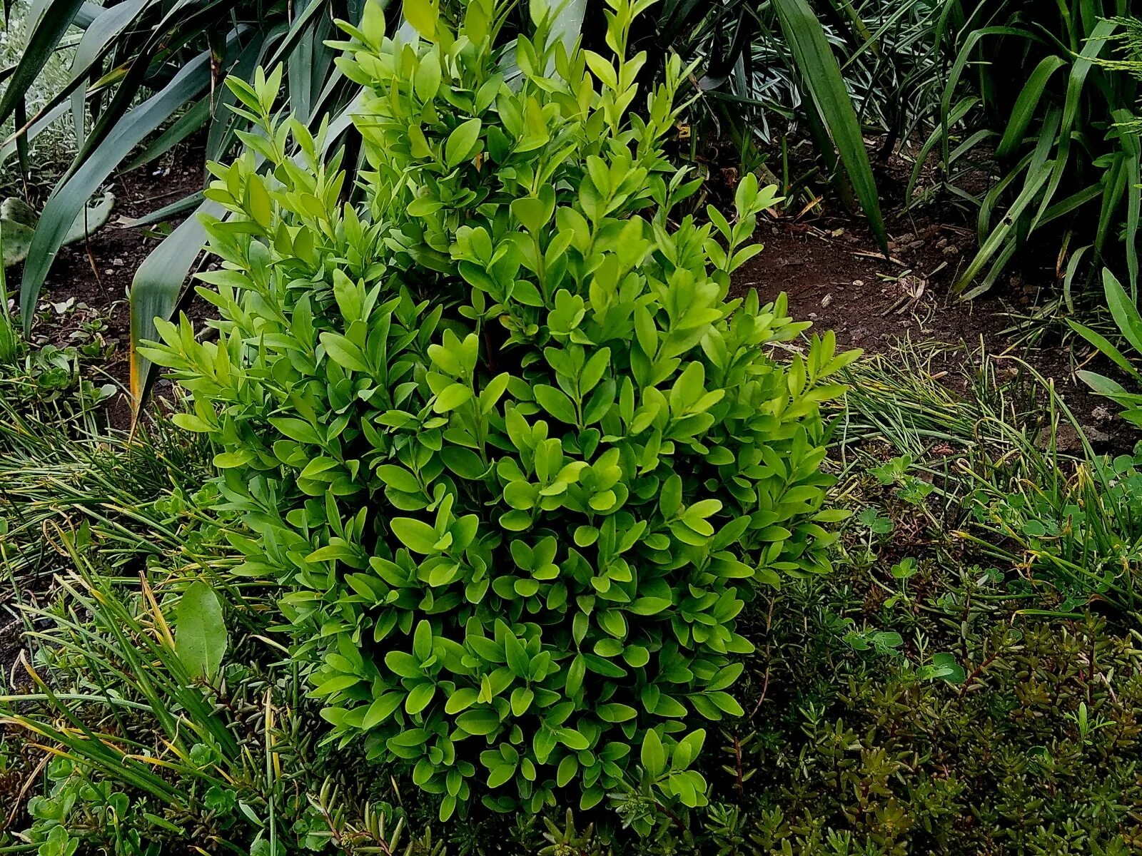 Самшит бересклет. Самшит мелколистный Винтер джем. Самшит Buxus suffruticosa. Самшит вечнозеленый "Грин".