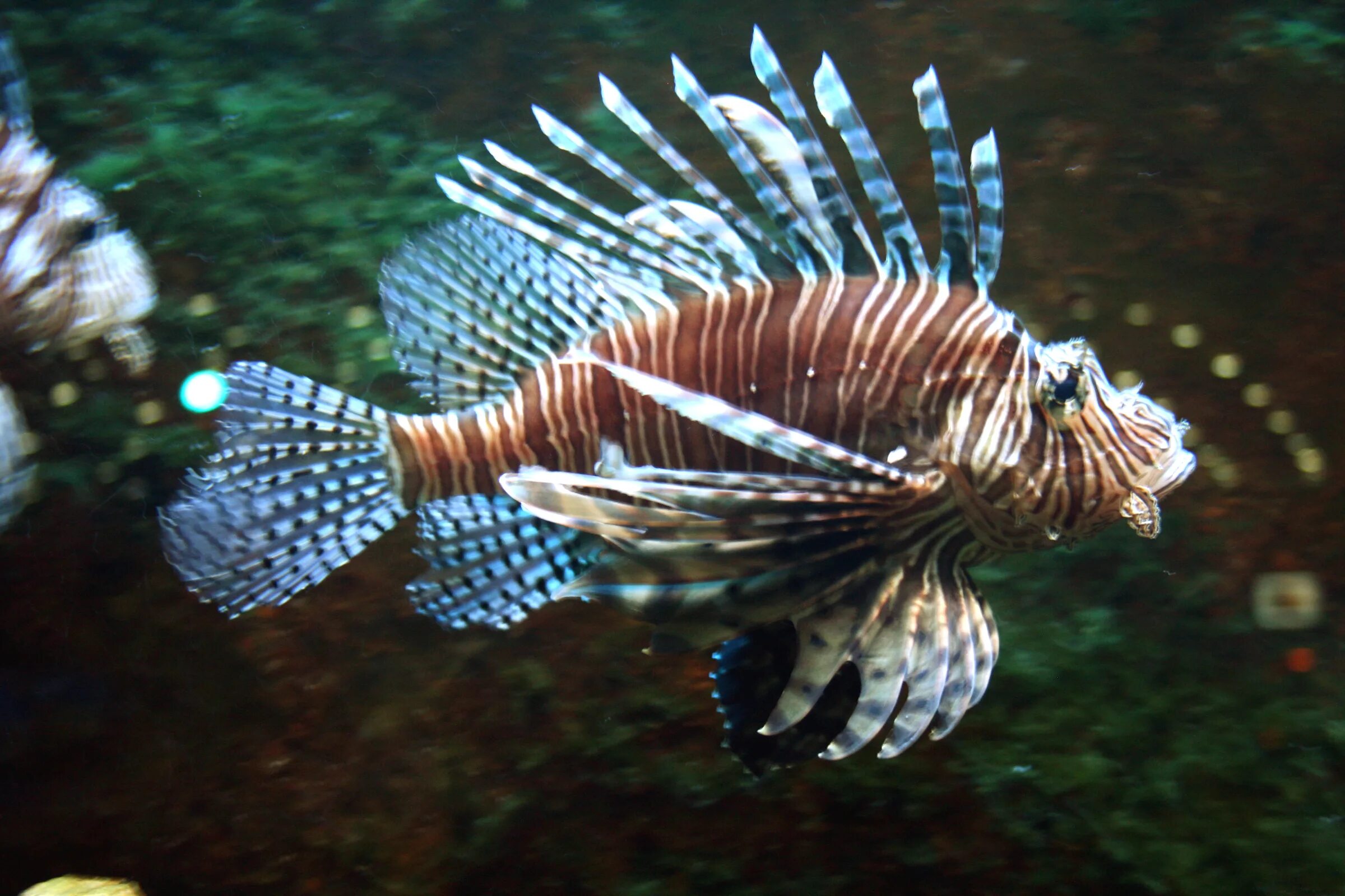 Negev lionfish. Индийская крылатка. Морской еж скорпена. Крылатки 3. Крылатки 3.