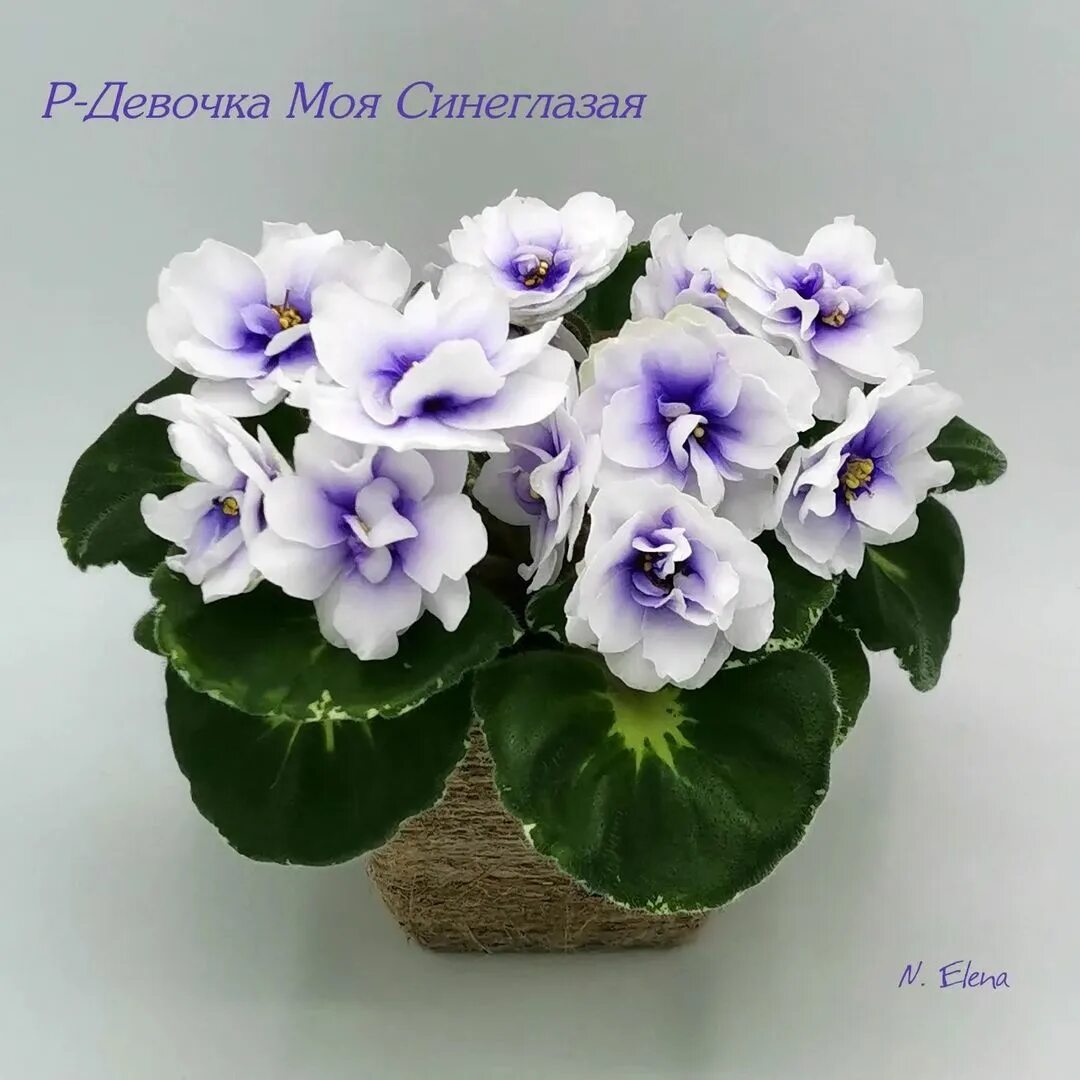 фиалка пт синеглазый паренек. р-лимончелло фиалка. фиалка девочка моя синеглазая. сенполия синеглазый король. фиалка девочка моя синеглазая.