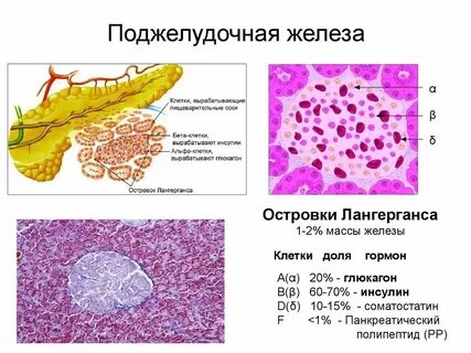 Альфа и бета клетки