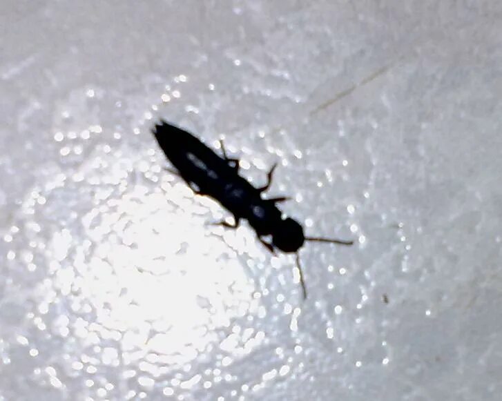 длинные жучки. длинные жучки. маленькие черные мошки. насекомые в квартире. черное маленькое насекомое с крыльями.