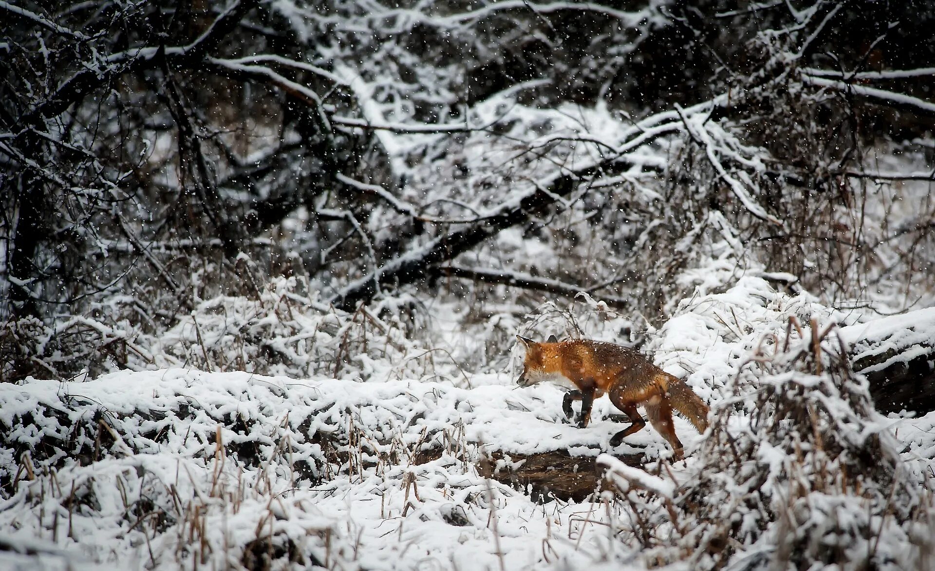 Лесная охота 1. Звери в зимнем лесу. Лиса в снегу. Животные зимой в лесу. Лиса в зимнем лесу.