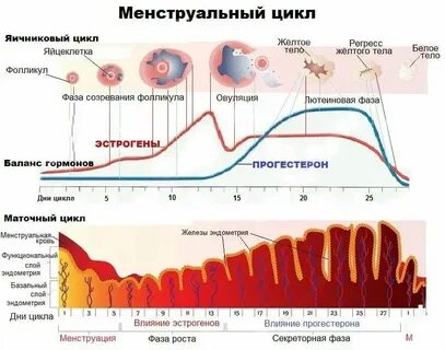 Во время месячных выходит яйцеклетка