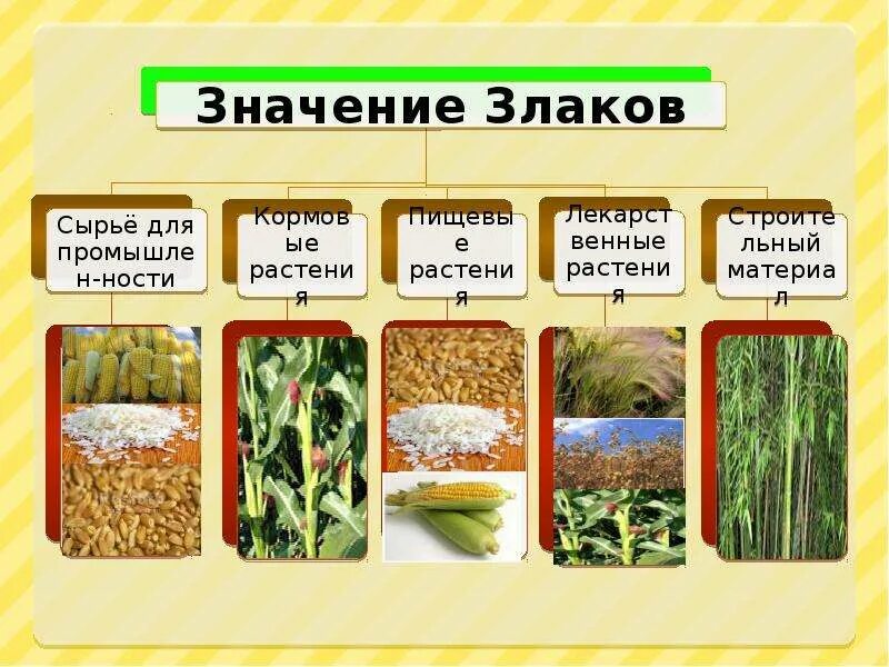 Каково значение однодольных растений в жизни человека. Семейство однодольных покрытосеменных растений злаковые. злаки значение растений семейства однодольных. класс однодольные семейство злаковые. класс однодольные семейство злаки представители.