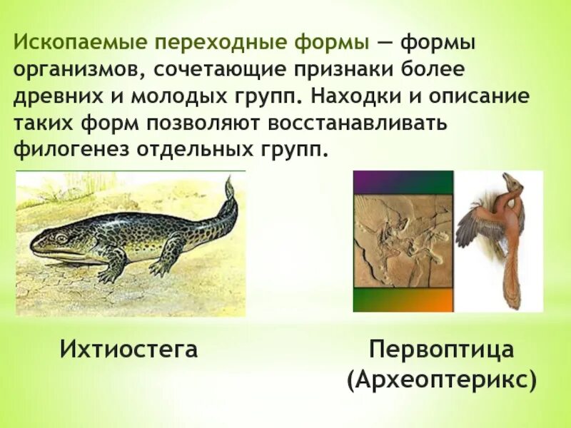 1 ископаемые переходные формы. Переходные формы. переходные формы эволюции. переходные формы растений и животных. ископаемые переходные формы животных.
