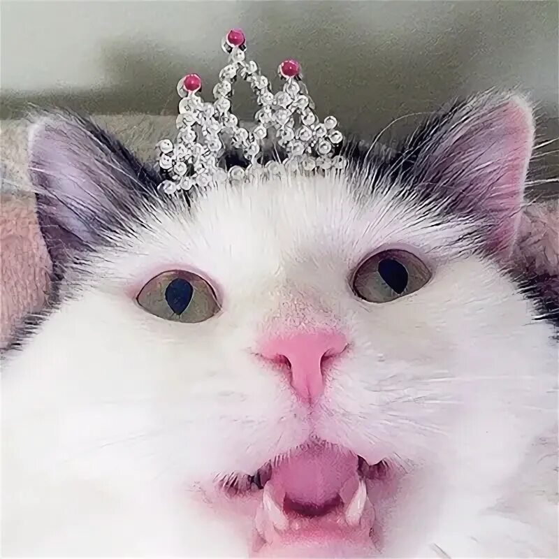 Милые кошки с короной. Кошечки в королевских нарядах. Английская художница susan herbert (сьюзан херберт). Коте принцесса. Коты аристократы сьюзен герберт.