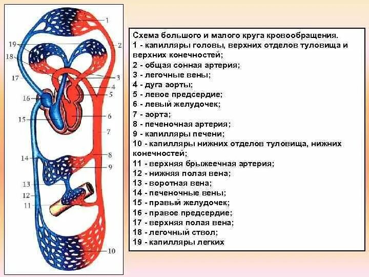 Схема большого и малого круга кровообращения. Схема строения малого круга кровообращения. Большой и малый круг кровообращения схема. Схема артерии малого круга.