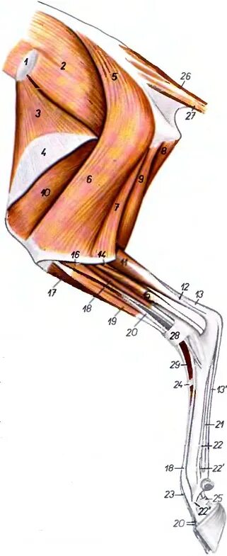 Tensor g3