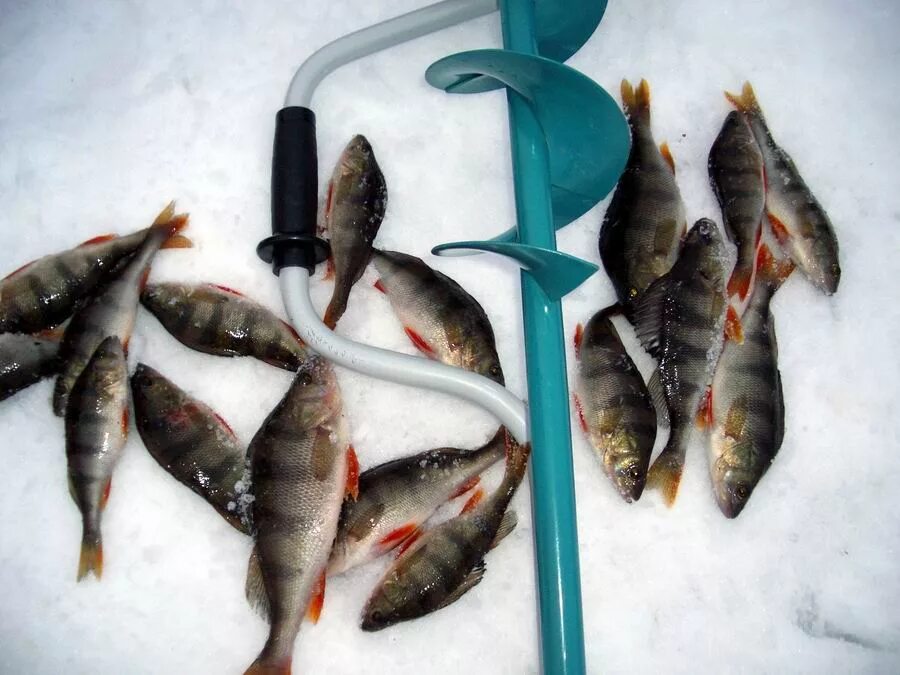 отчёты о рыбалке на е1. ютуб рыбалка видео зимой. где ловить в феврале. рыбалка в пензенской области на крючок. рыбалка зимой в поселке бисерть пруд.