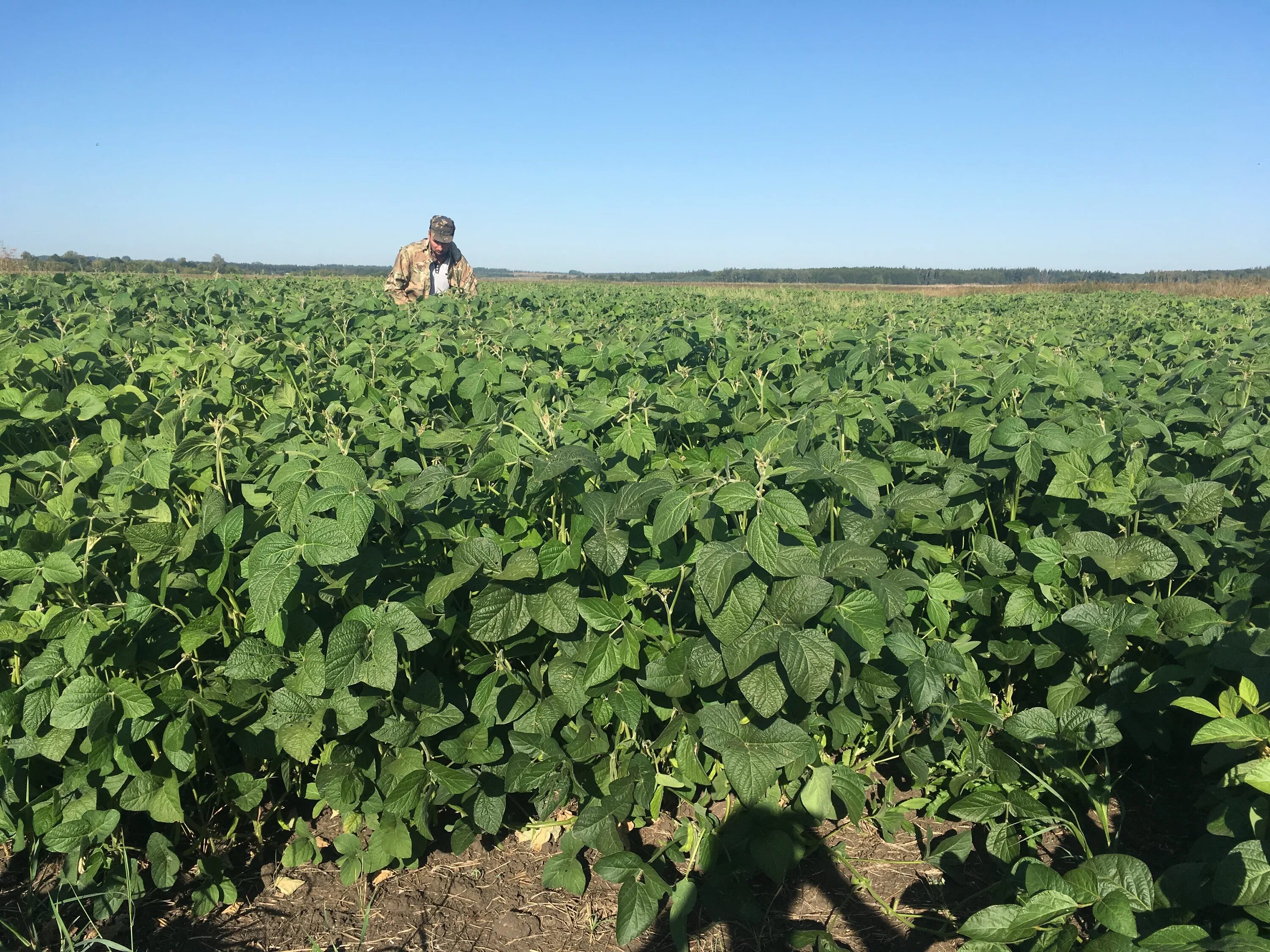 соя низкорослая. соя пруденс. соя сорт барс. мезенка соя. соя кордоба.