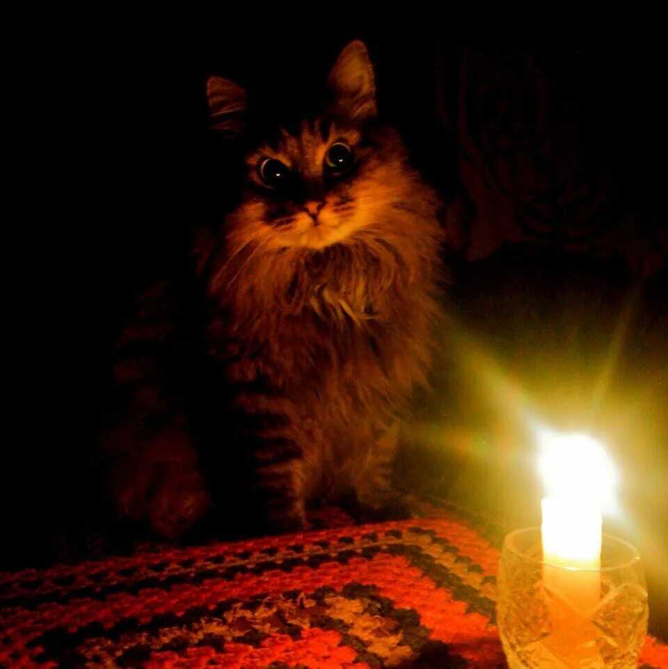 Настало время. Лампа кот. Ламповый кот. Кот со свечкой. Котик с лампой.