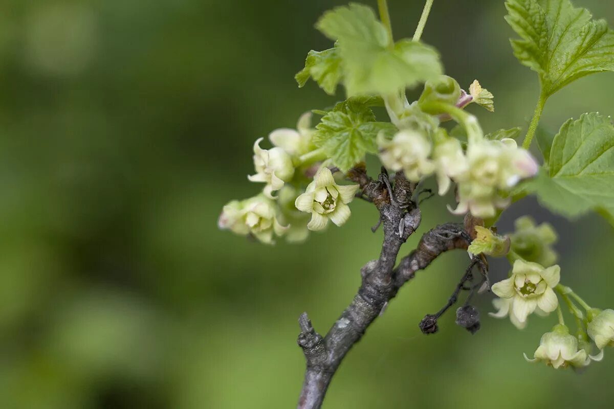 цветение смородины весной