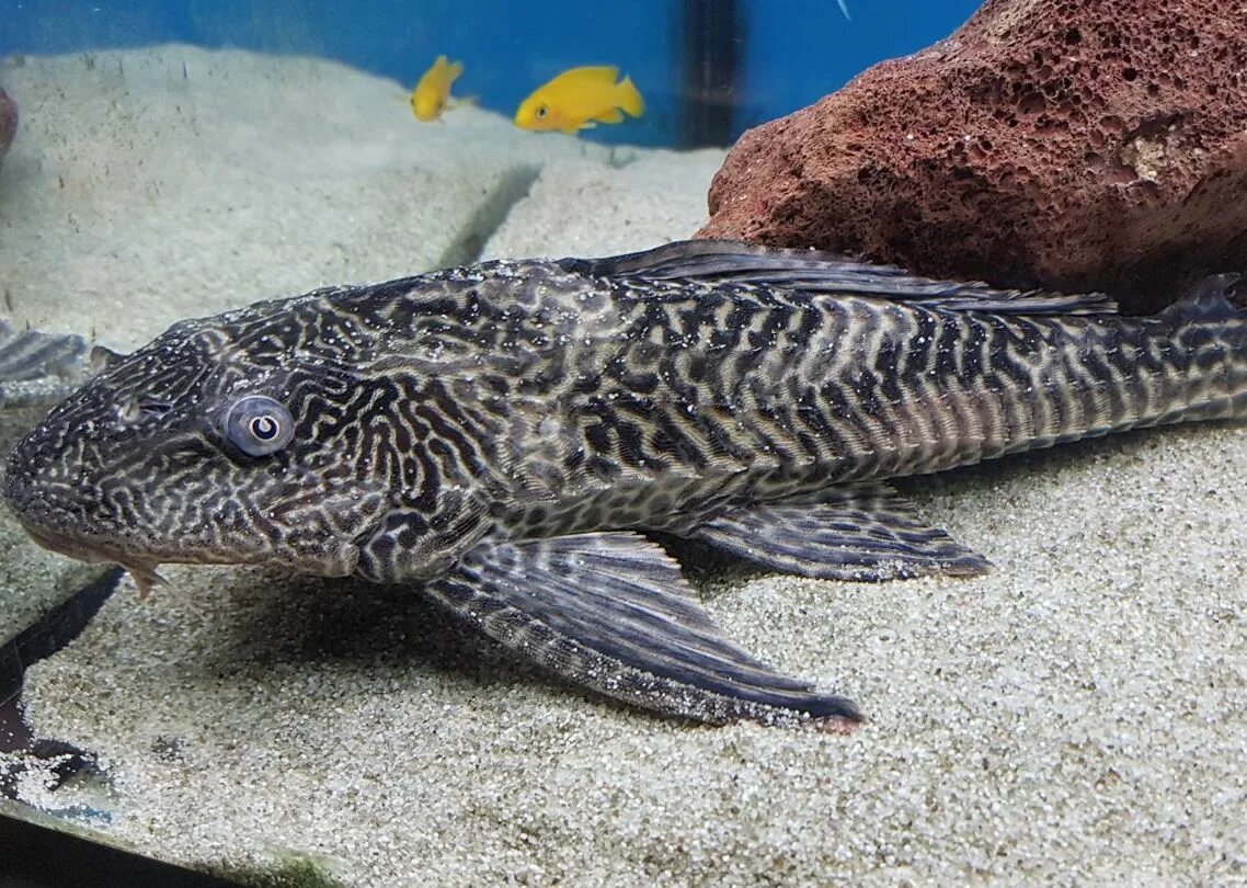 Сиамская касатка. Плекостомус рыбка аквариумная. Сом Плекостомус аквариумный. Сомик Плекостомус. Плекостомус альбинос.