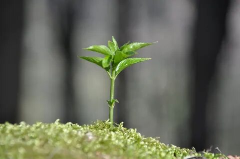 Best growing plant