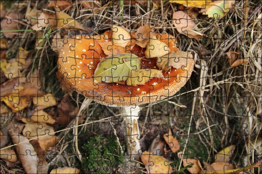 картинки : природа, Осень, Грибок, Грибы, Лесистая местность, Агаризованный, Бол
