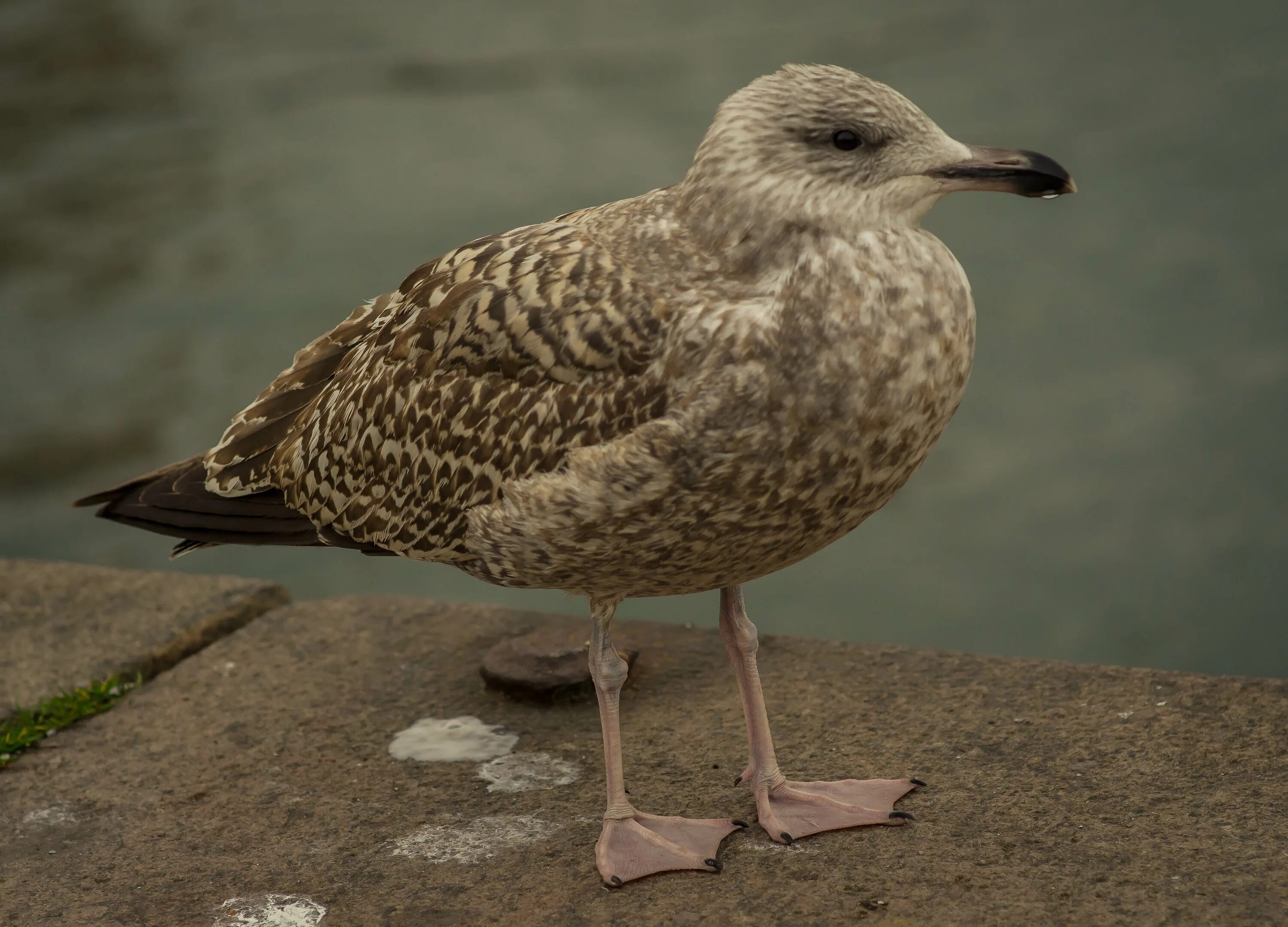 Чайка пятнистая рябая. Чайка баклан альбатрос. Как называется птица похожая на чайку. Птицы похожие на чаек. Как называется птица похожая на чайку.